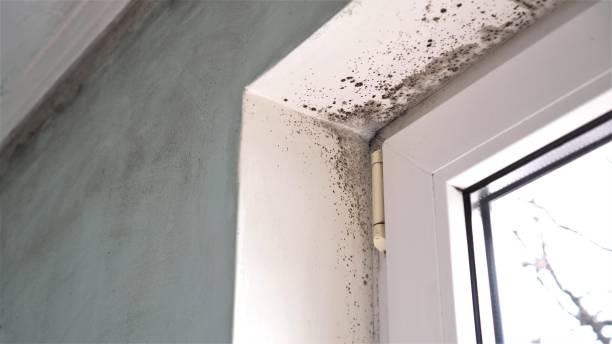 Attic Mold Removal in De Soto, MO