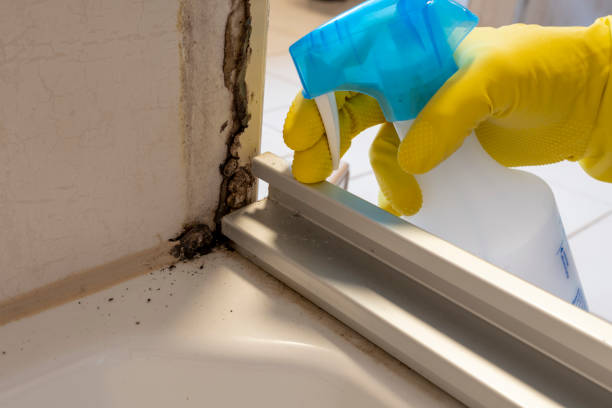 Best Fast Mold Removal  in De Soto, MO