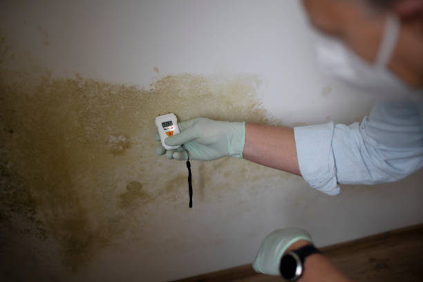 Professional Mold Removal in De Soto, MO