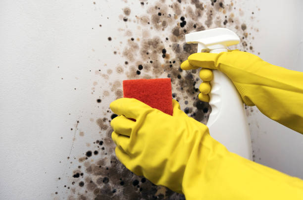 Best Toxic Mold Removal  in De Soto, MO
