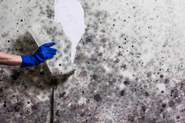 Best Water Damage Restoration  in De Soto, MO