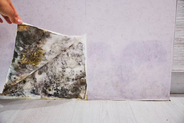 Best Professional Mold Removal  in De Soto, MO